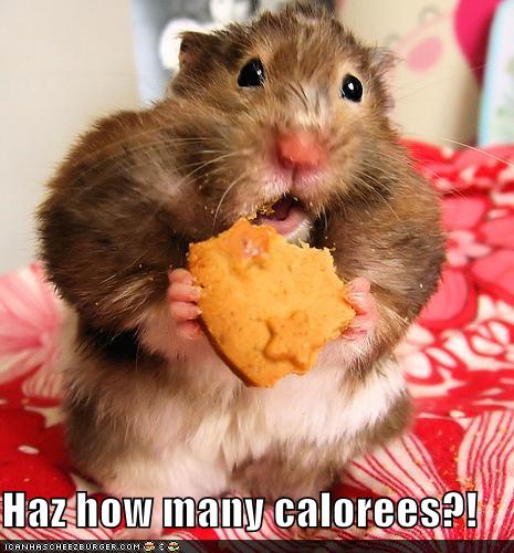 funny hamster picture 2